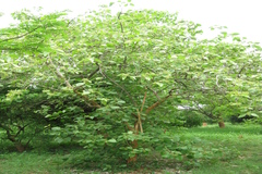 Premna obtusifolia